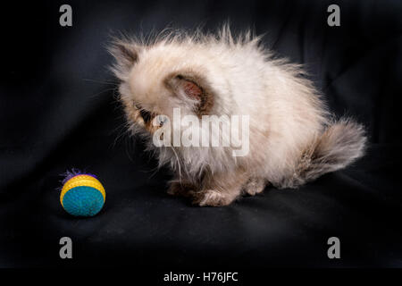 A young, two month old Blue Point Himalayan Persian kitten playing with a colorful toy on a black background Stock Photo