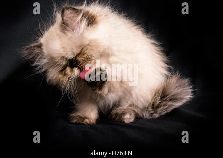 A young, two month old Blue Point Himalayan Persian kitten cleaning itself on a black background Stock Photo