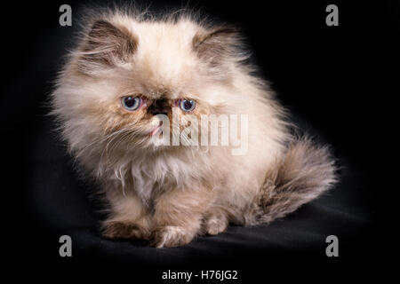 A young, two month old Blue Point Himalayan Persian kitten on a black background Stock Photo