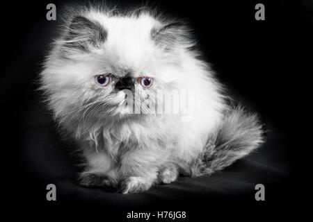 A young, two month old Blue Point Himalayan Persian kitten - in black and white with a hint of color in the eyes Stock Photo