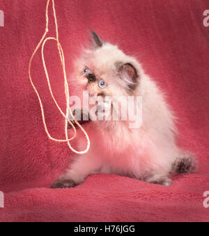 A young, two month old Blue Point Himalayan Persian kitten playing with rope on a red comforter Stock Photo