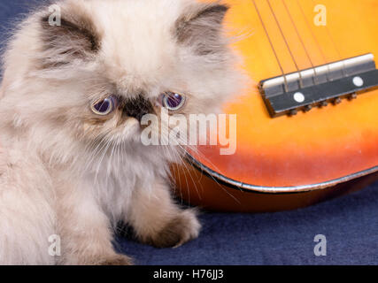 A young, two month old Blue Point Himalayan Persian kitten with a miniature guitar on a blue background Stock Photo