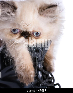 Cat in Boots concept image - A two month old Blue Point Himalayan Persian kitten in a black lace up combat boot Stock Photo