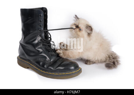 Cat playing with a boot and its laces - A two month old Blue Point Himalayan Persian kitten in play Stock Photo