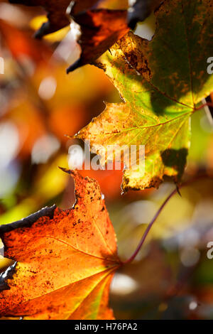 Maple leaves in Autumn in Redditch, Worcestershire, UK Stock Photo