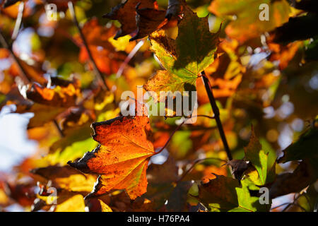 Maple leaves in Autumn in Redditch, Worcestershire, UK Stock Photo