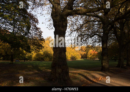 Autumn scene in Green Park, London, England, United Kingdom. Trees during the fall season discolour, turning yellow and brown before dropping. With low light this makes for a beautiful time of year. Stock Photo