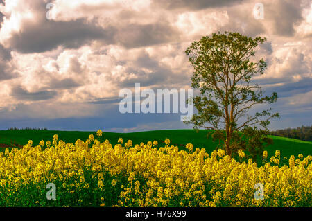 raps plantations in Chile. Stock Photo