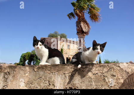 two domestic cats, tuxedo, are sitting on a stone wall in front of a mallorcan country house, finca Stock Photo