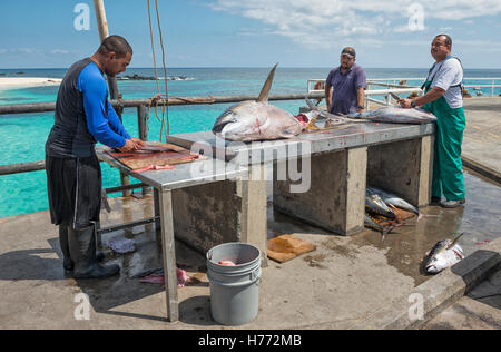 Ascension island wharf, men butchering fresh landed yellowfin tuna and line  caught fish Stock Photo