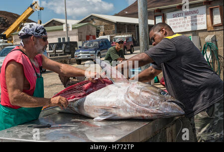 Ascension island wharf, man butchering fresh landed yellowfin tuna which has been line caught by sportfishing Stock Photo