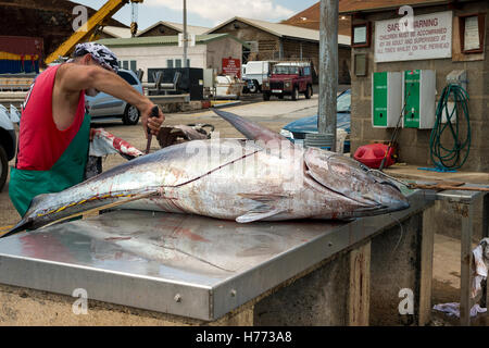 Ascension island wharf, man butchering fresh landed yellowfin tuna which has been line caught by sportfishing Stock Photo