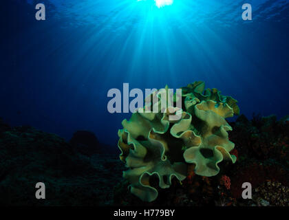 Coral, Apo Island, Dumaguete, Philippines Stock Photo