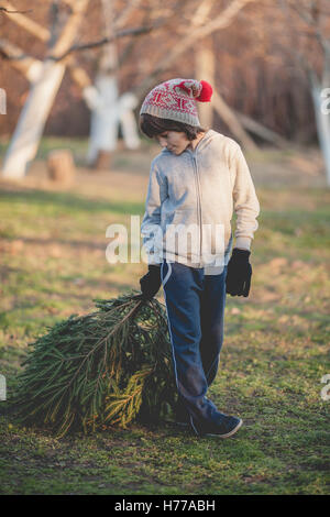 Boy dragging Christmas tree rear view Stock Photo