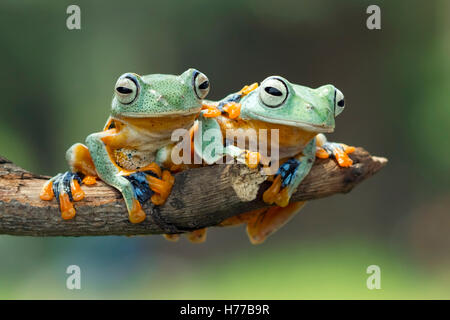 Two Javan gliding tree frogs sitting on a branch, Indonesia Stock Photo