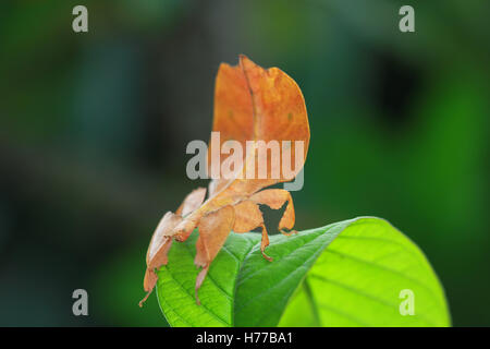 Phyllium insect on a leaf, Indonesia Stock Photo