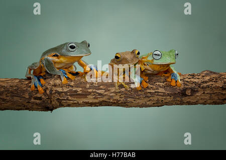 Three Javan tree frogs sitting on branch, Indonesia Stock Photo