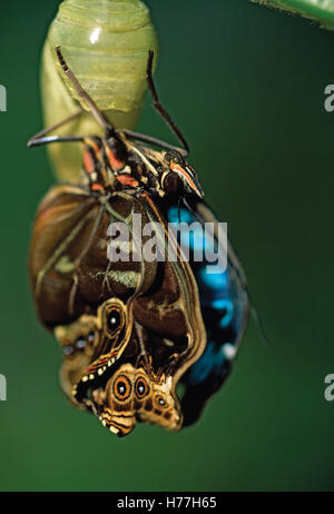 Blue Morpho butterfly (Morpho helenor) emerging from pupa. Costa Rica. Stock Photo