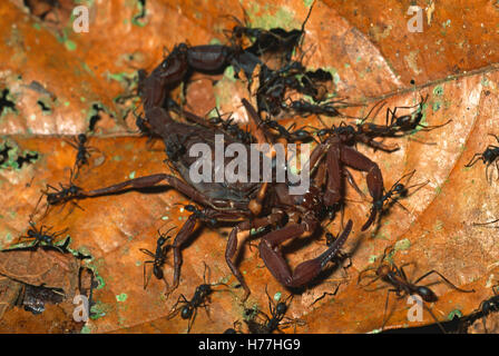 Army ants (Eciton burchellii) killing a bark scorpion (Centruroides margaritatus), Corcovado National Park, Costa Rica. Stock Photo