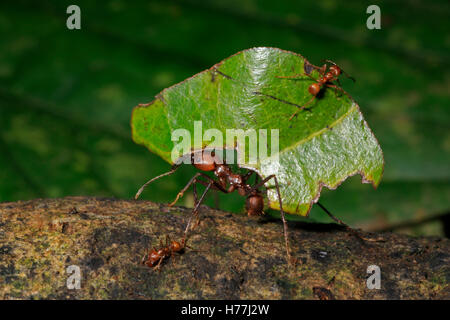 Leaf-cutter ant (Atta sp.) carrying leaves to nest. Small ant on leaf guarding against wasps. Rainforest, La Selva, Costa Rica Stock Photo