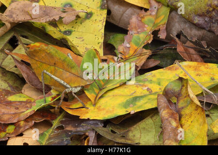 Leaf-mimic Katydid (Mimetica sp.) camouflaged in rainforest leaf litter, La Selva Biological Station, Costa Rica.