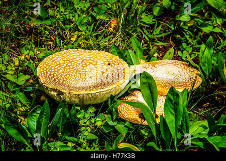 Amanita rubescens or The Blusher, wild mushroom in the high alpine of the Shuswap Highlands of central British Columbia, Canada