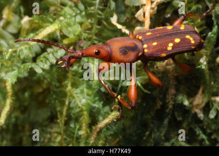 Straight-snouted Weevil (Family Brentidae) in rainforest, La Selva Biological Station, Costa Rica. Stock Photo