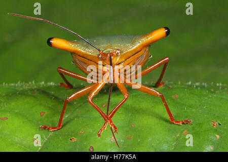 Stink Bug (Edessa sp.) cleaning antenna. Rainforest, La Selva Biological Station, Costa Rica Stock Photo