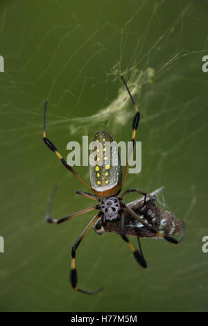 Golden Orb Spider (Nephila clavipes) feeding on butterfly caught in web. Corcovado National Park, Osa Peninsula, Costa Rica. Stock Photo