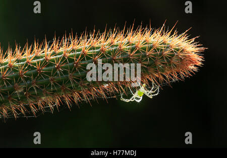 Green lynx spider (Peucetia viridans) on cactus. Papagayo Peninsula, Guanacaste, Costa Rica. Stock Photo