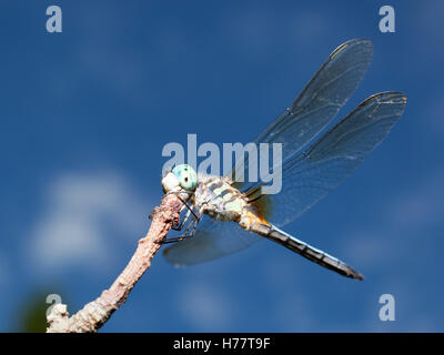 Dragonfly with blue eyes waiting on top of a stick Stock Photo