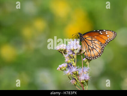 The Soldier or Tropical Queen butterfly (Danaus eresimus) feeding on Greggs Mistflowers in the autumn garden Stock Photo
