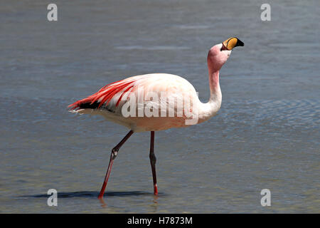 James flamingo, phoenicoparrus jamesi, also known as the puna flamingo, are populated in high altitudes of andean mountains in P Stock Photo