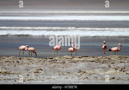 Andean flamingos, parinas grandes, phoenicoparrus andinus, in the water of Laguna Hedionda, Bolivia Stock Photo