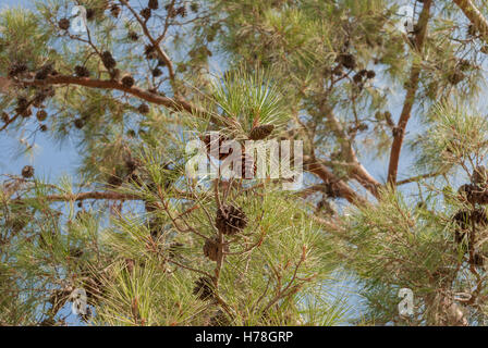 Fresh green young pine tree twigs with green pine cones closeup with a blue sky as a background. Stock Photo