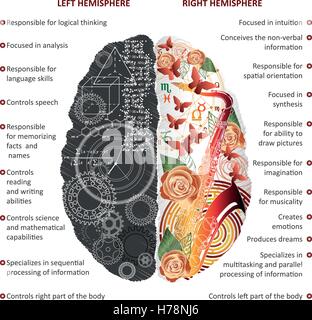 Brain left analytical and right creative hemispheres infographics vector illustration Stock Vector