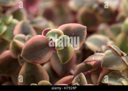 Crassula marginalis fleshy leaves natural floral background Stock Photo