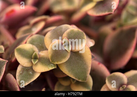 Crassula marginalis fleshy leaves natural floral background Stock Photo
