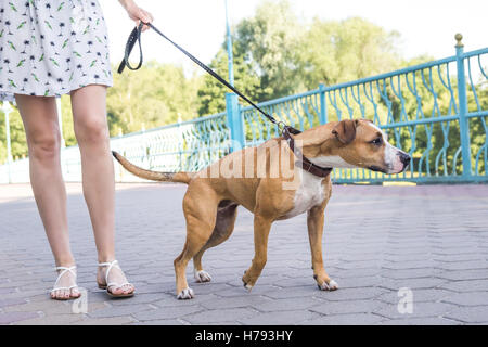 Naughty untrained dog pulling on a leash, person not controlling the dog Stock Photo