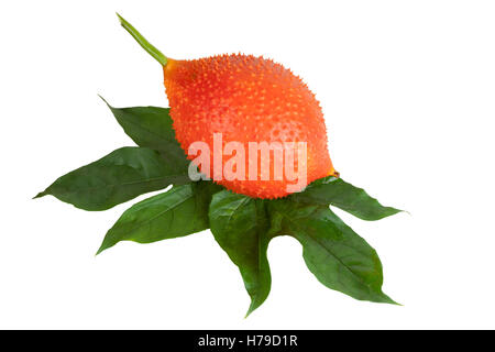 Baby Jackfruit isolated (Or Cochinchin Gourd, Spiny Bitter Gourd, Sweet Gourd, Momordica cochinchinensis) on white objects with Stock Photo