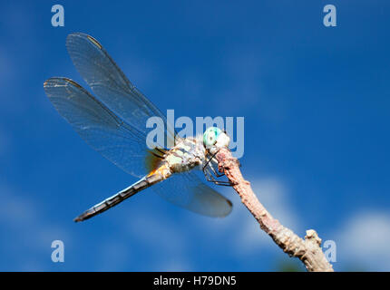 Large dragonfly with blue eyes waiting on a stick Stock Photo