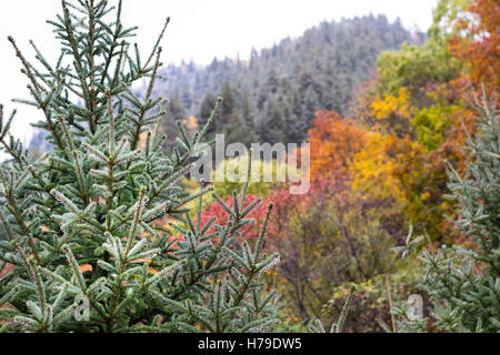 Autumn foliage at Jiuzhaigou National Park in Sichuan province, China in October 2016 Stock Photo