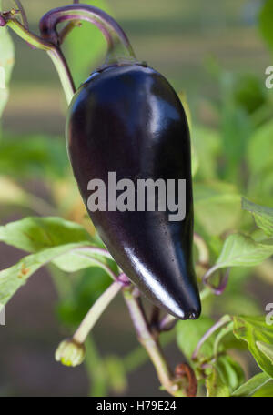 Breed of jalapeno that is purple still growing on the planet Stock Photo