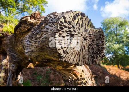 A Tree trunk studded with good luck coins on 'The Old Coffin Road' between Grasmere and Rydal Water in the Lake District, UK Stock Photo