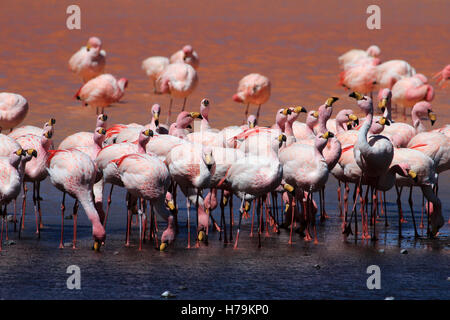 James flamingos, phoenicoparrus jamesi, also known as the puna flamingo, are populated in high altitudes of andean mountains in  Stock Photo