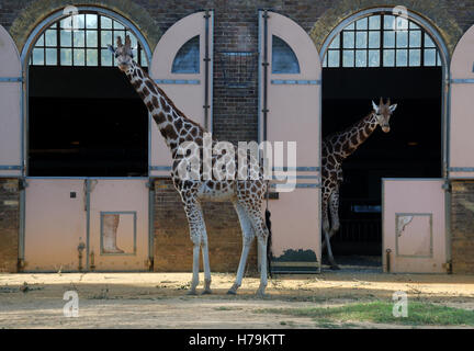 Giraffes at London Zoo, UK. Stock Photo