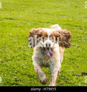 Orange roan cocker spaniel running in the park Stock Photo