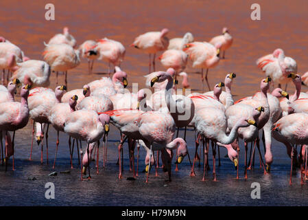 James flamingos, phoenicoparrus jamesi, also known as the puna flamingo, are populated in high altitudes of andean mountains in  Stock Photo