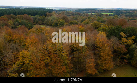 Autumnal colours on display seen from a drone over Savernake forest in Wiltshire.