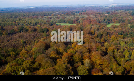 Autumnal colours on display seen from a drone over Savernake forest in Wiltshire.